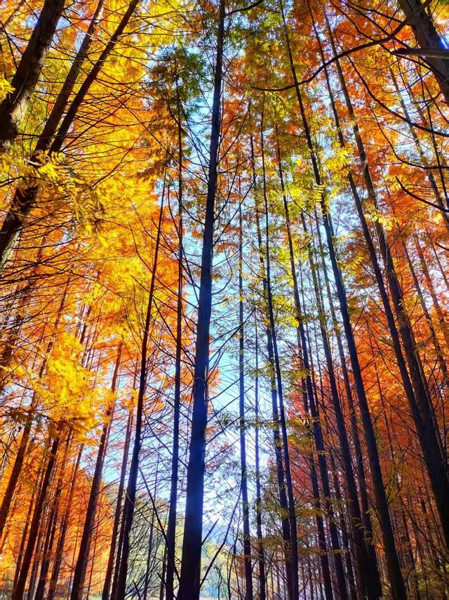 杉 杉 来 了 🤗🧣🧡