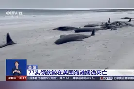 77头领航鲸海滩搁浅死亡 类似情况频现是什么原因？图片