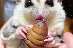 蚕蛹是一滩蛋白质液体，为啥还能动？图片