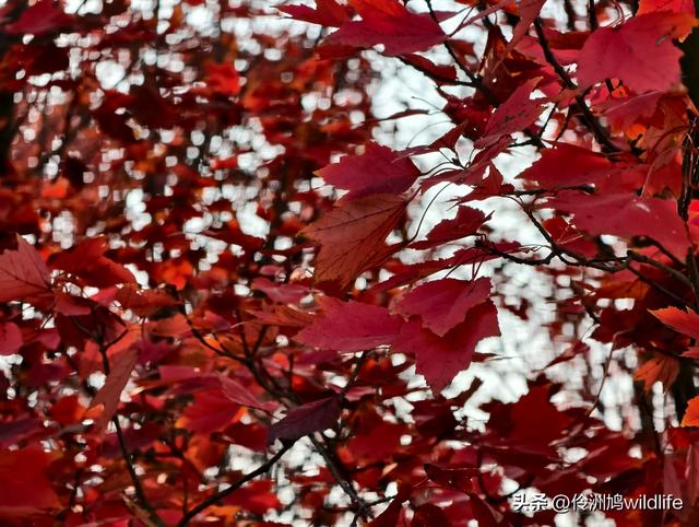 四川行(75)广汉②金雁湖公园·黑塔街·龙居寺