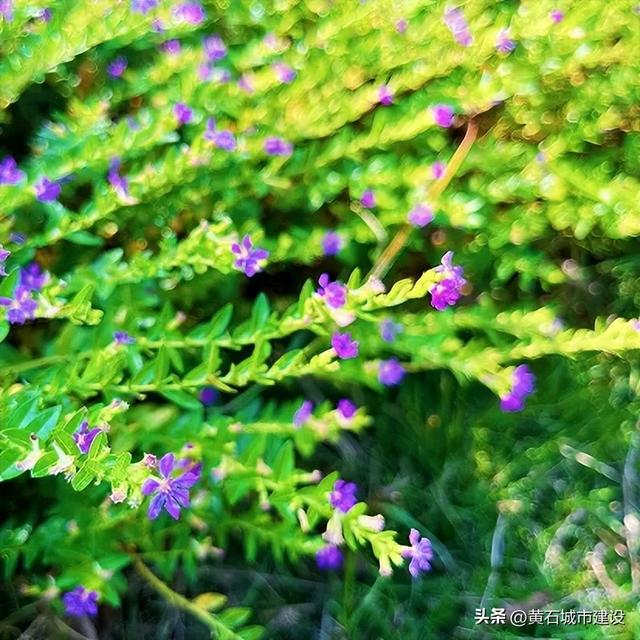 秋日遛娃天花板！黄石这里的百日菊花海美翻了