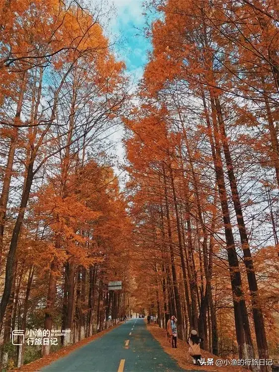 陕南秦岭自驾，这条赏秋秘境小环线，色彩浓度超标！太过瘾