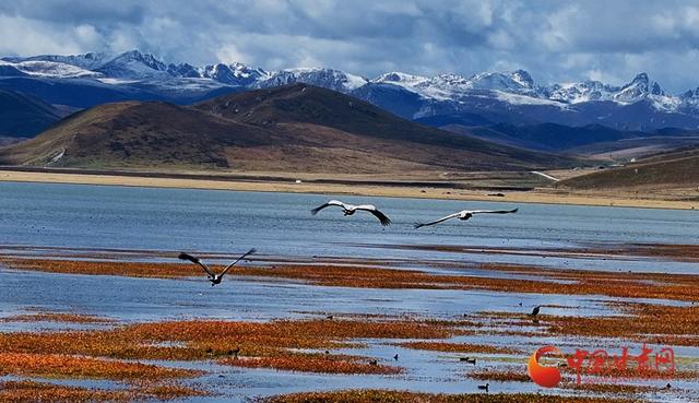 陇拍客丨玛曲：冬日湿地白鹭翩跹生态美
