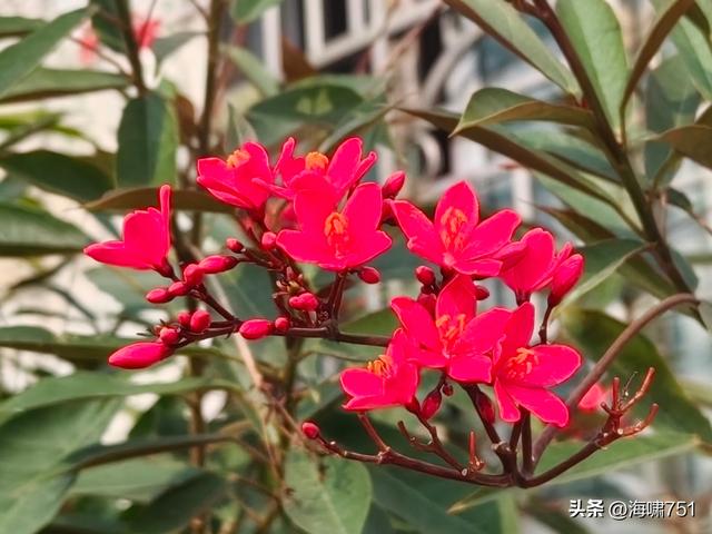 佛山伦教羊额古村