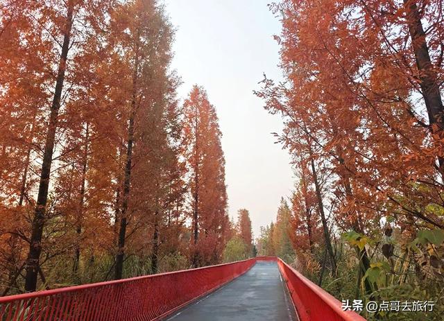 成都旅游真厉害，水杉红又被国际“种草”，这5处超级壮观！