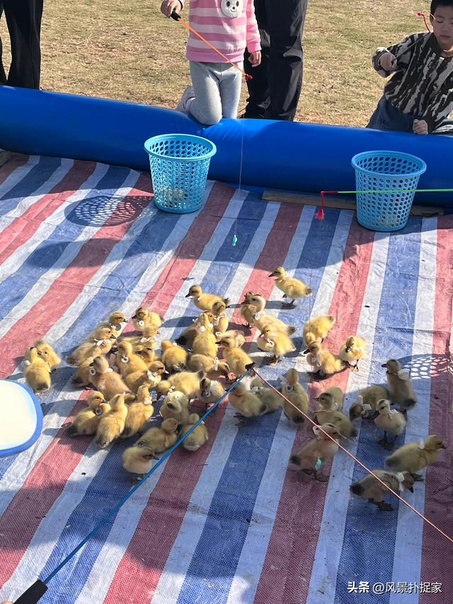 南昌马兰圩公园，七彩花海拍照太美了！