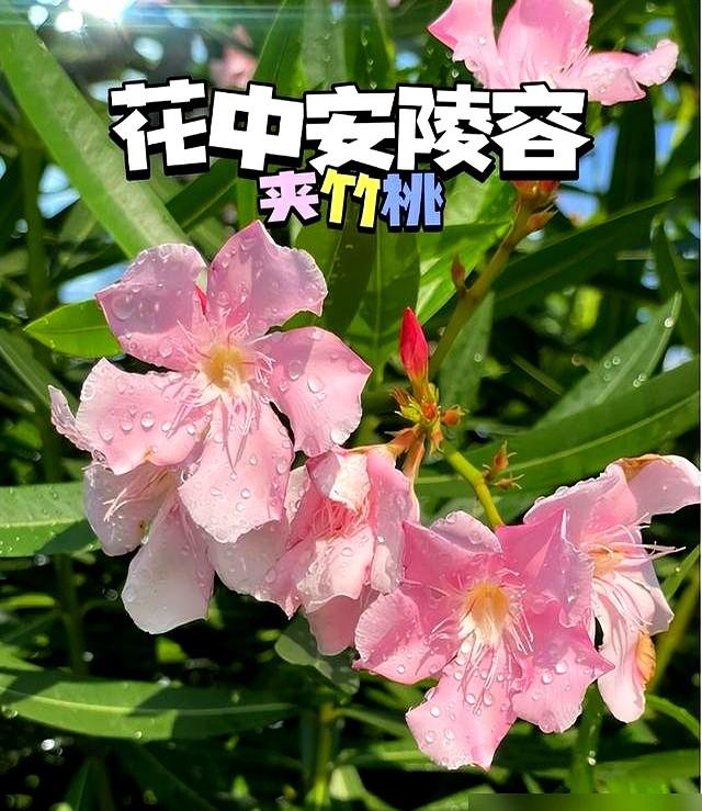 阴花不能进阳宅！这5种花“打死”也不养，家里若有？快挪走！