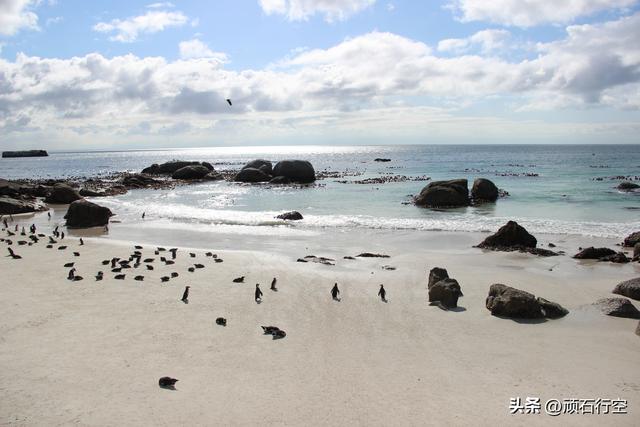 南部非洲：南非开普敦企鹅岛