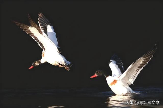 今日午后骑行西湿地，第一次遇见翘鼻麻鸭