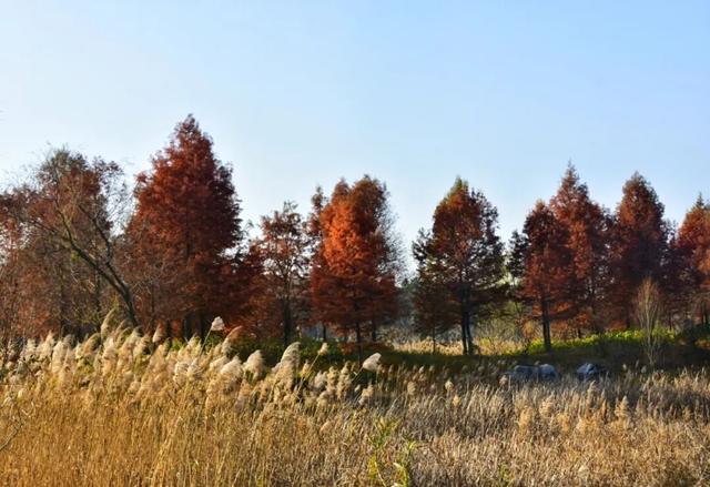 要火！太出片了！阜阳这里竟美到窒息，很多人不知道，赶紧去！多图拍下！