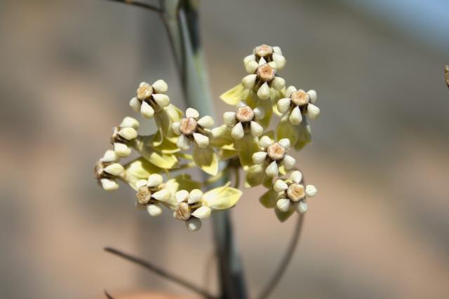 墨西哥岛屿呼唤救援：失去帝王蝶和吸蜜蝠，餐桌会发生什么？
