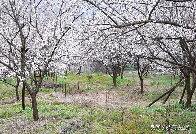 成都冬天爆火的徒步赏花，拍照赏景超级惊艳，全部免费！