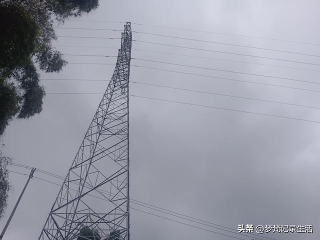 和老人相处是一个修炼的过程，阴天湿漉漉的我还是把茶树修剪完了