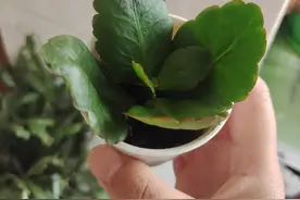 聊一聊我扦插长寿花还有浇水的经验图片