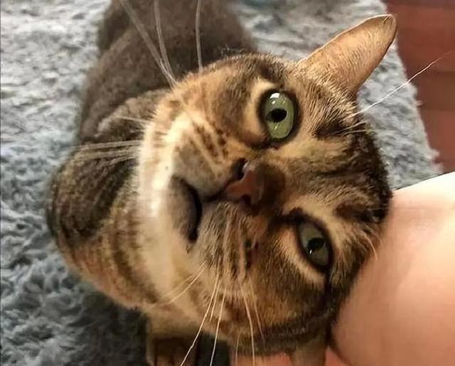 猫咪用头拱你	，原来不是在撒娇！真相让主人们惊呆了