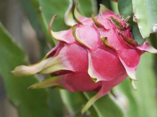 甜甜甜!“保姆级”采摘攻略!周末就出发→