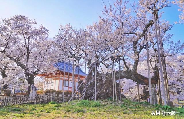 日本和美国早已禁种，中国为何依然大力种植？背后原因不简单