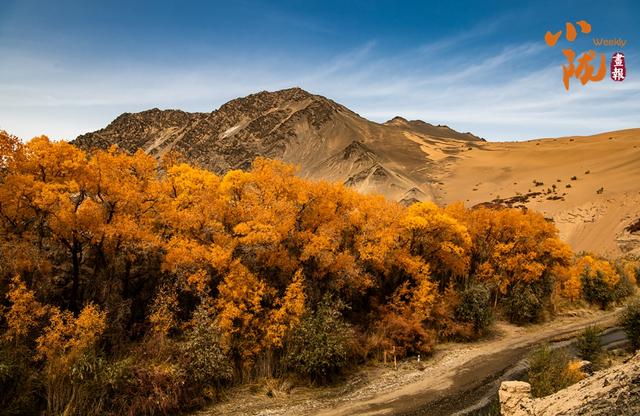 【小陇画报·427期】多坝沟胡杨峡 隐藏着大西北的极致秋色
