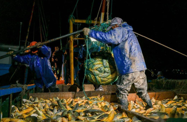 花胶的市价 2026年花胶的价格