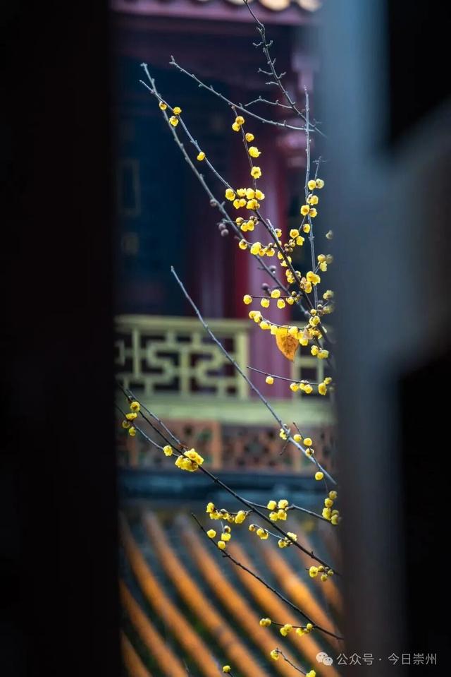 冬游看花，崇州寻梅攻略来啦！