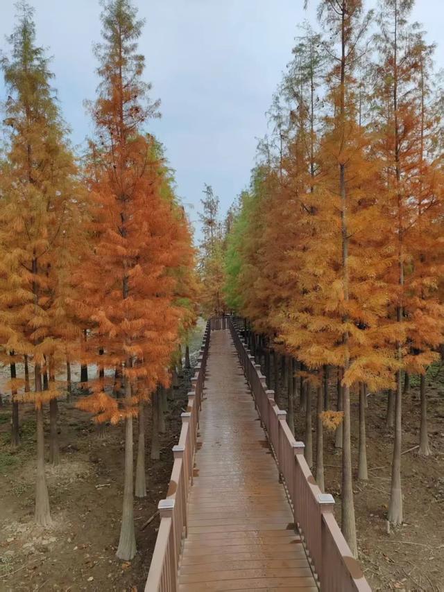 陈仓：我的上海