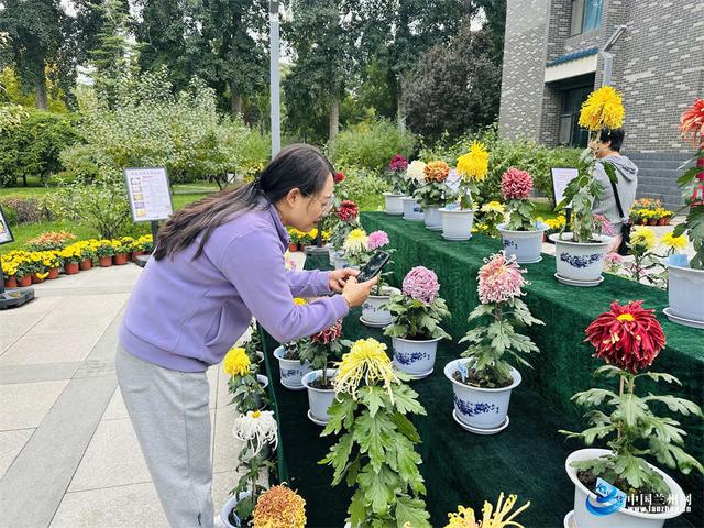 兰州植物园7000余盆菊花绘就秋日画卷