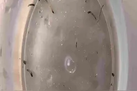 吓懵了！女孩口吐活虫1个月！元凶竟是它，很多深圳人家里都有......图片