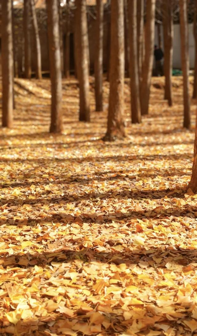 金黄预警！回回营银杏嘉年华来啦！8天秋日狂欢承包你的冬日浪漫