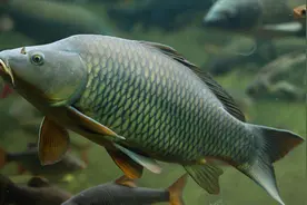 鲤鱼的“哭泣”！一次产卵百万粒，究竟有多少能“寿终正寝”？图片