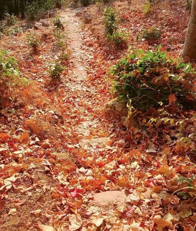 骑行赏枫、古村寻秋……被祁门的「枫景」治愈啦！| 皖美秋日