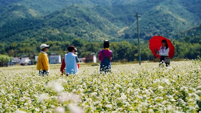 从千年禅钟到荞麦“雪”海，跟着韶关这条治愈秋季美景线路游，超出片！