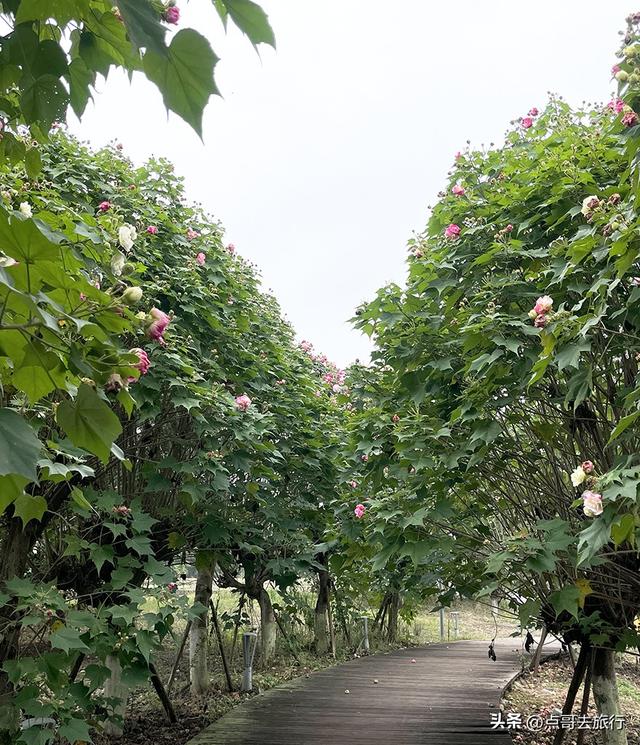 成都市区最美芙蓉花，王者风范，植物迷宫更是惊艳，不要门票！