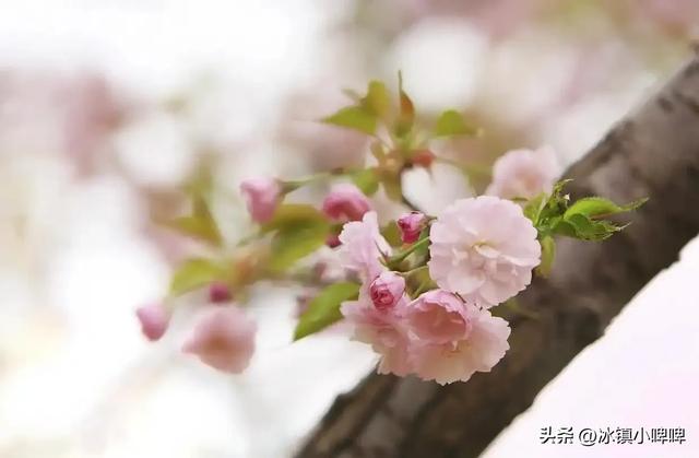 两性关系：55岁女人的大实话，男人过了五十岁，只剩最后一个好处