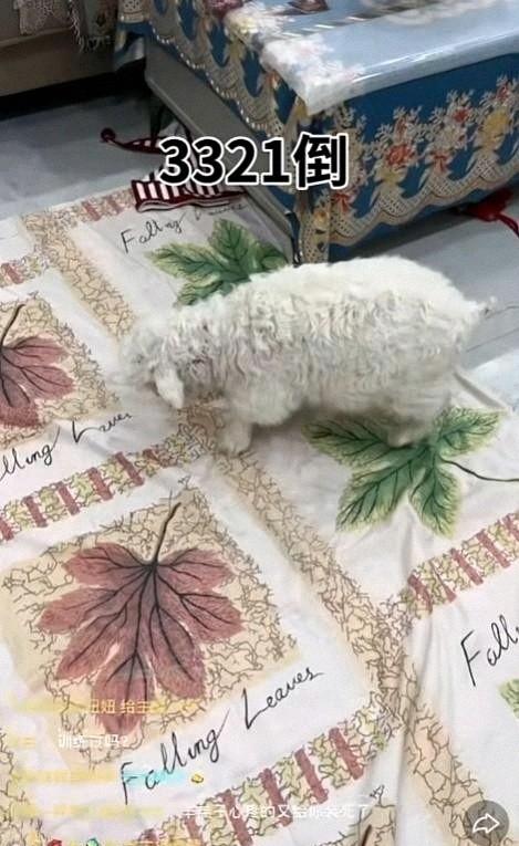 宁夏装死小羊晕倒原因揭底，小孩衣服成重要线索，真相太心酸