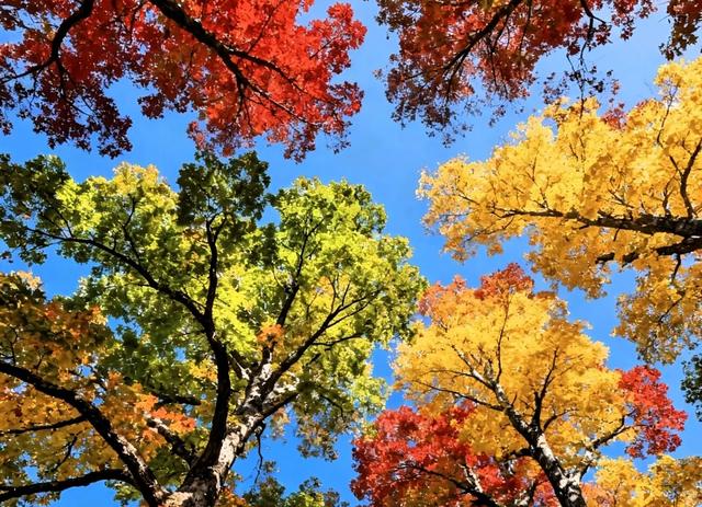 南京古都秋绝美日,妥妥的国内赏秋天花板,12个绝美秋景接着。