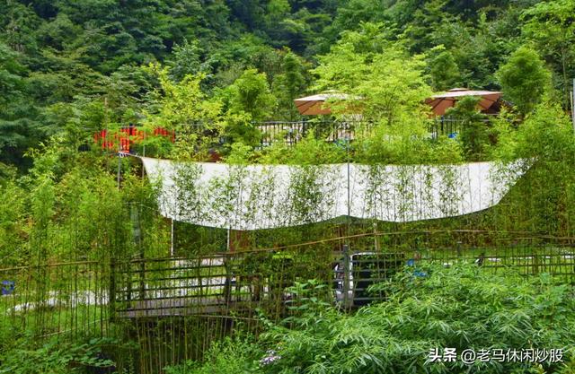 茨竹沟——鸡冠山深处的清凉秘境