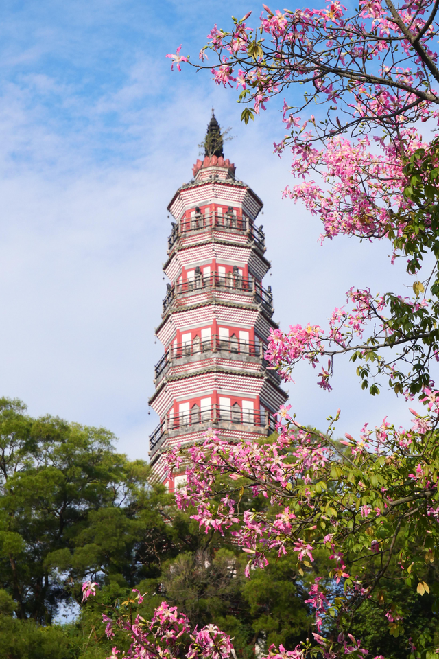 图集 | 来顺峰山公园邂逅一场粉色浪漫！