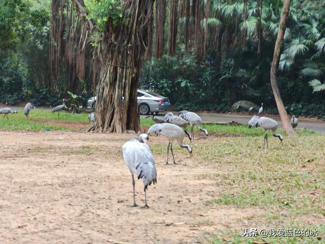 参观广州长隆野生动物园，全程感觉眼累手累腿不累