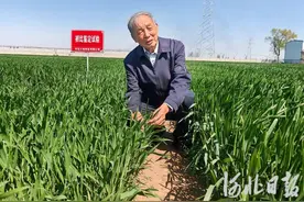 感恩奋进 双争有我丨小麦专家郭进考：麦田逐梦 育种成粮图片