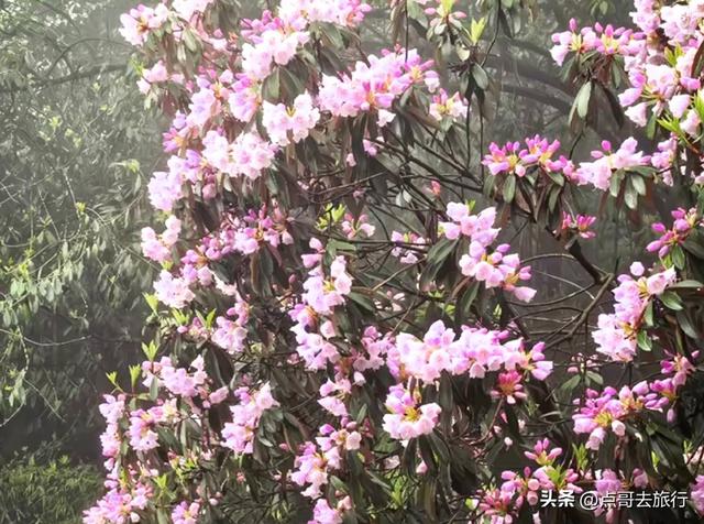 四川又一高山杜鹃惊艳了，刚好进盛花期，云海中的花园，非常唯美