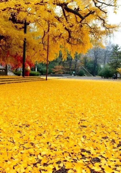 潍坊赏秋攻略！红叶、银杏、粉黛承包你的秋日浪漫～