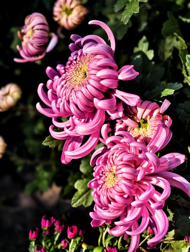 福州西湖公园2025年菊花展