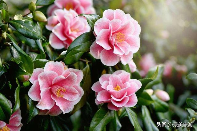 佛山这个花园国庆假期正式开放，藏在深闺的200多亩茶花出门迎客
