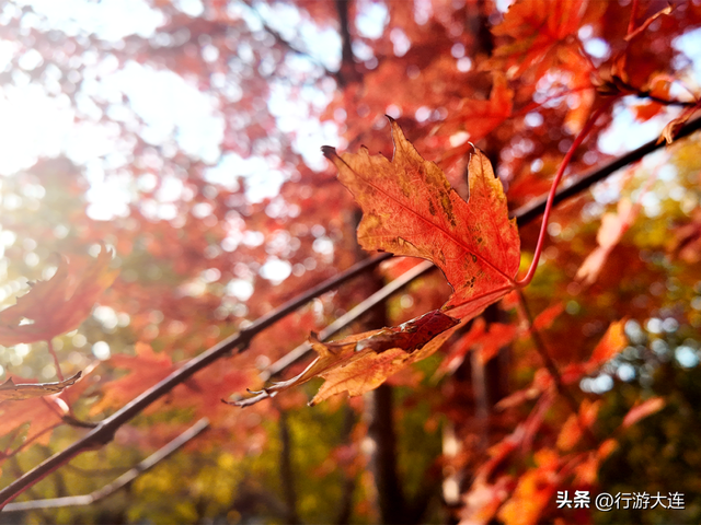秋色有多惊喜？来白云雁水走一走~