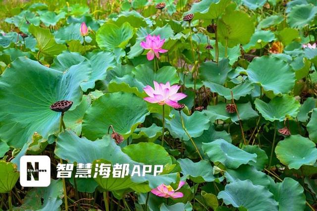 冰心公园荷花“上新”，初花期将持续约一周