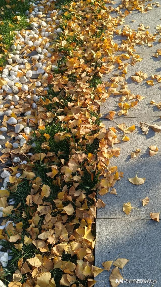 “暂停”秋天,西海岸这8条道路落叶缓扫!