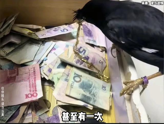 八哥不停的给一个男孩送钱，我知道八哥的钱从哪儿搞来的了！