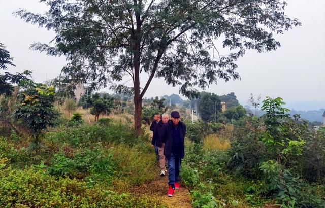 影沉枝聆万籁 蛙声遁迹问天和一一长江岸边泸州马道子村考察行