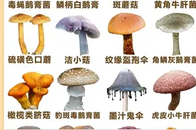 你知道世界上有哪些毒蘑菇吗？长什么样？图片