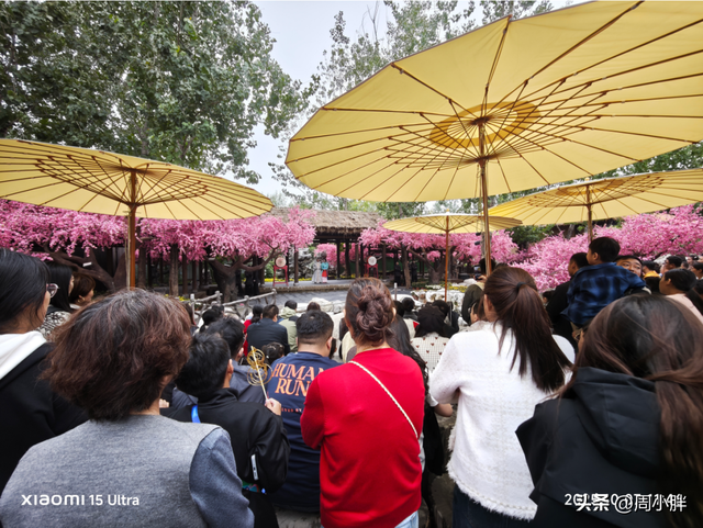 郑国霖雨中游万岁山，明星效应助推2025开封菊花花会文旅热度
